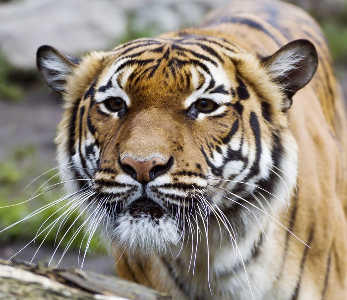 Close-up of a tiger's face