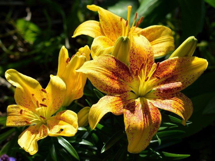 Close-up of yellow lilies with red spots