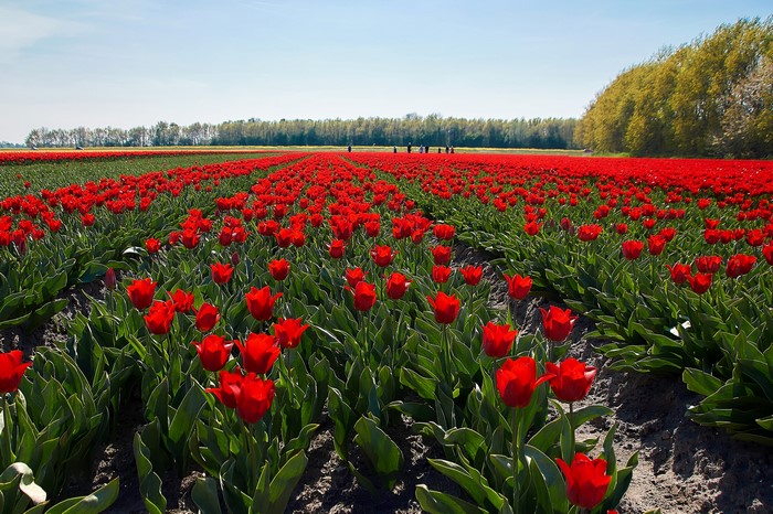 Field of Red Tulips Under a Blue Sky