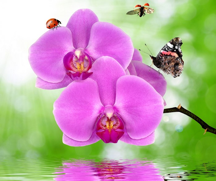 Pink orchids with ladybugs and butterfly