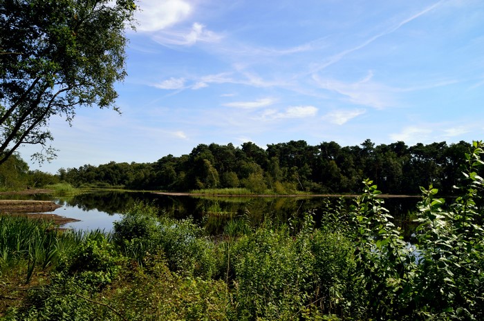 Lake and forest in the Netherlands