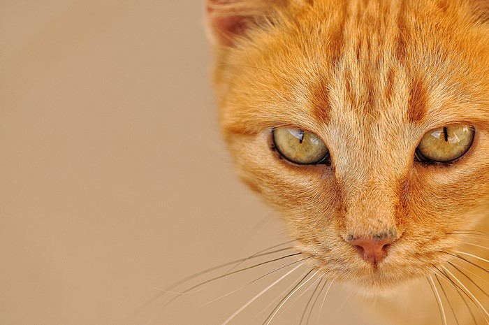 Close-up of an orange tabby cat's face