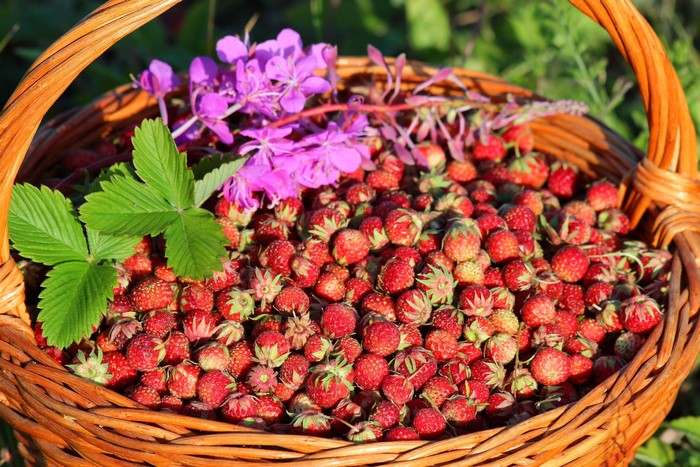 Basket of wild strawberries with flowers