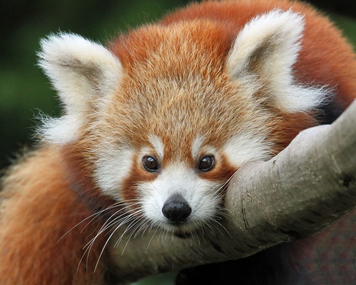 Red panda resting on a tree branch