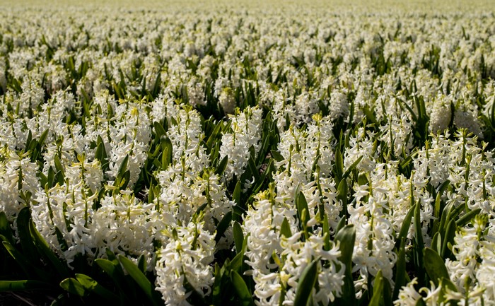Field of White Hyacinths