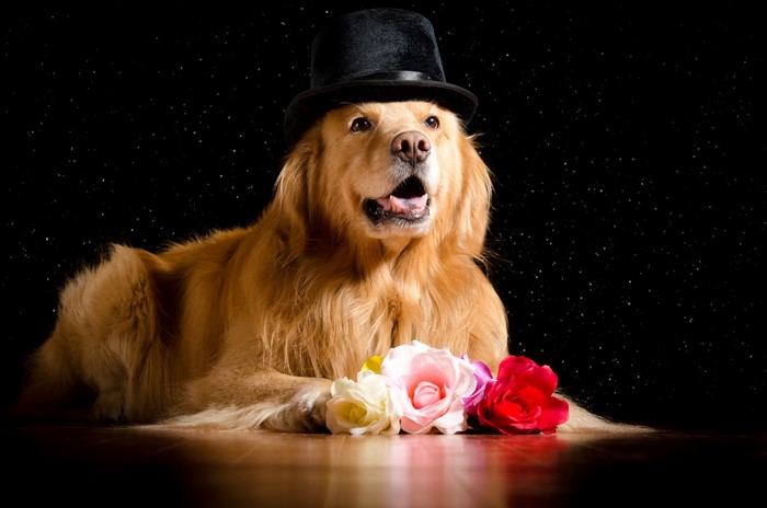Golden Retriever wearing a top hat with roses