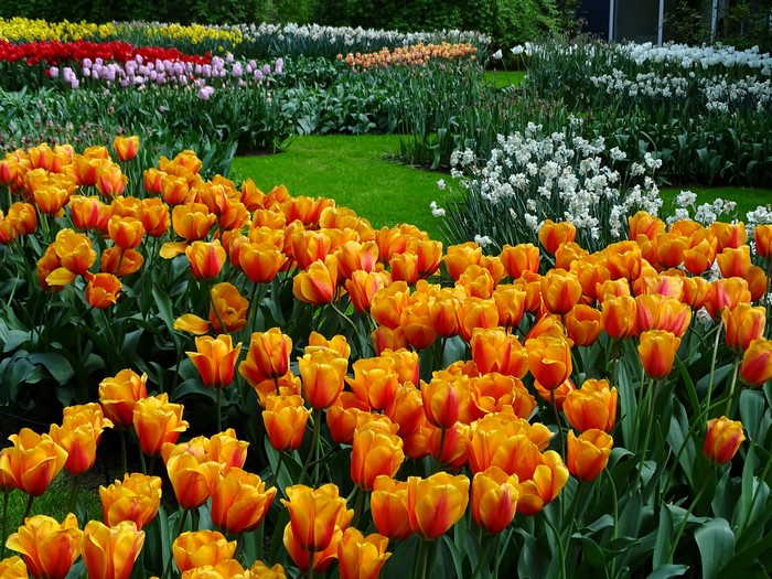 Keukenhof Gardens with Tulips and Daffodils in the Netherlands