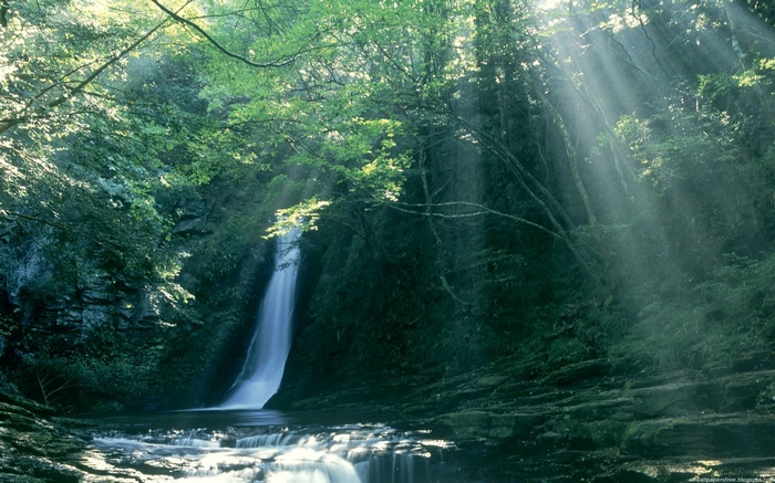 Sunlight streams through trees onto a waterfall and stream