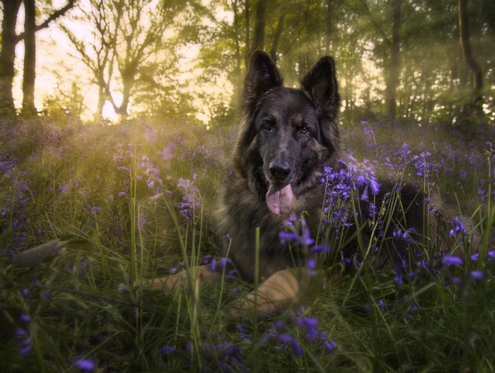 German Shepherd Dog in Bluebell Field