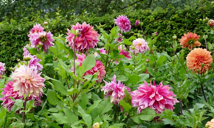 Pink and Orange Dahlias in a Garden
