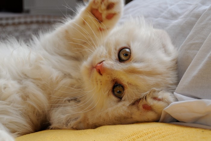 White Scottish Fold Kitten Lying Down