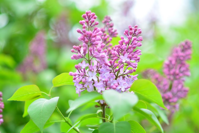 Purple Lilac Flowers in Bloom