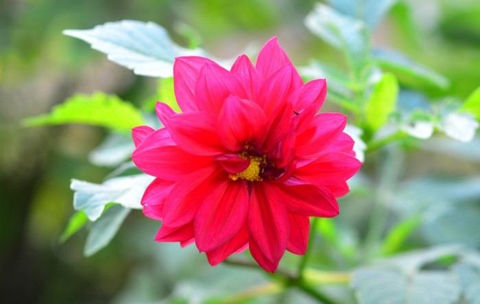 Close-up of a vibrant red dahlia flower