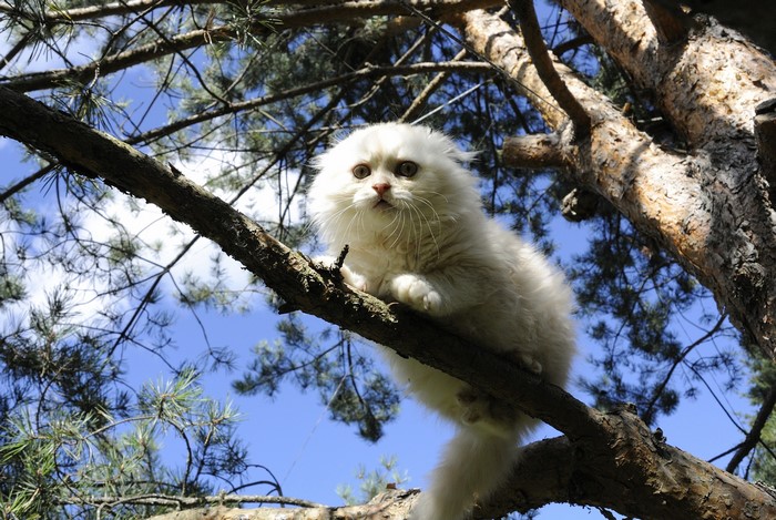 White Scottish Fold kitten sitting on a tree branch