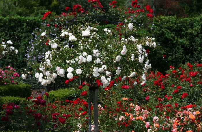 Rosemoor Gardens, United Kingdom, Roses