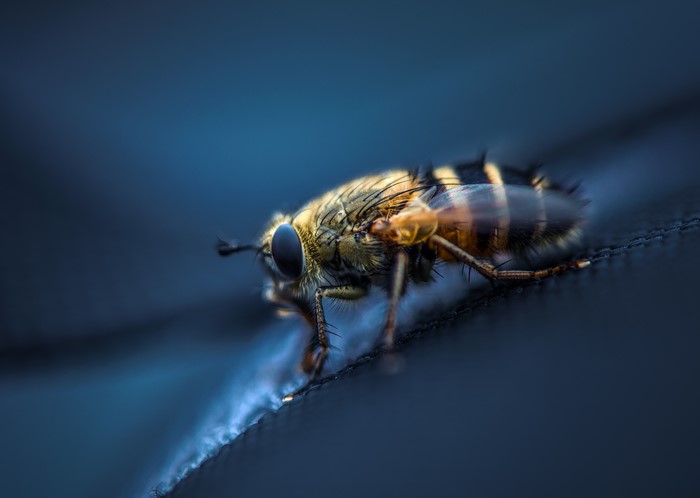 Macro shot of a hoverfly with striped body