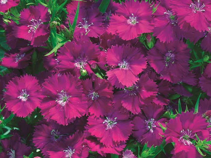 Deep pink dianthus flowers with green foliage