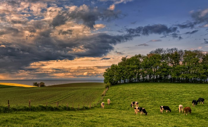 Cows grazing in a field in Hohenhain, Germany