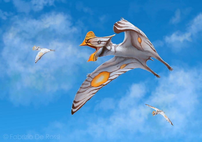 Tapejara Pterosaurs flying in a blue sky