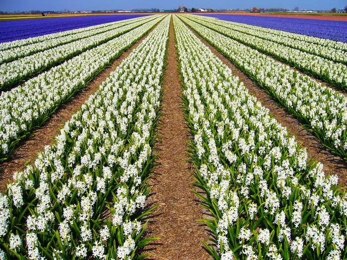 Rows of white and purple hyacinths in a field