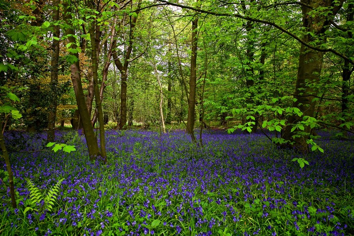 Bluebell Forest in Summer