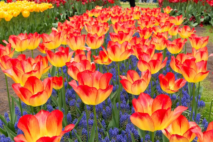 Vibrant Tulips and Hyacinths at Keukenhof, Netherlands