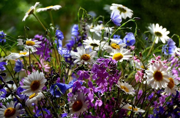 Bouquet of wildflowers with daisies and purple flowers
