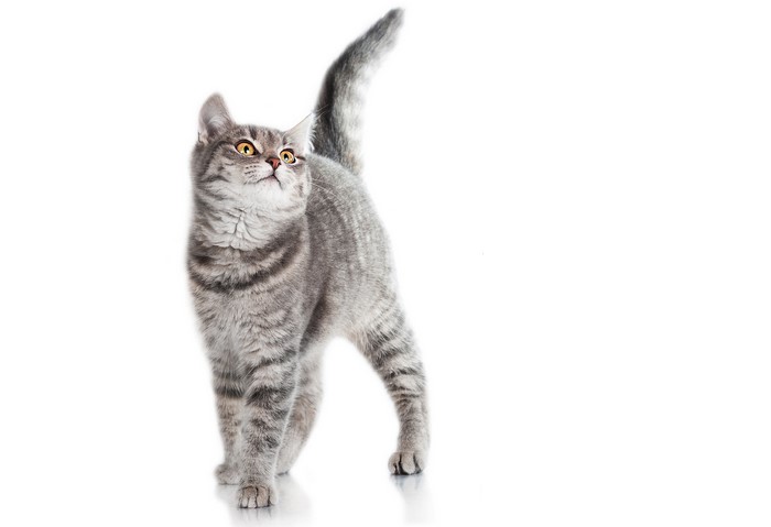 Gray tabby kitten on white background