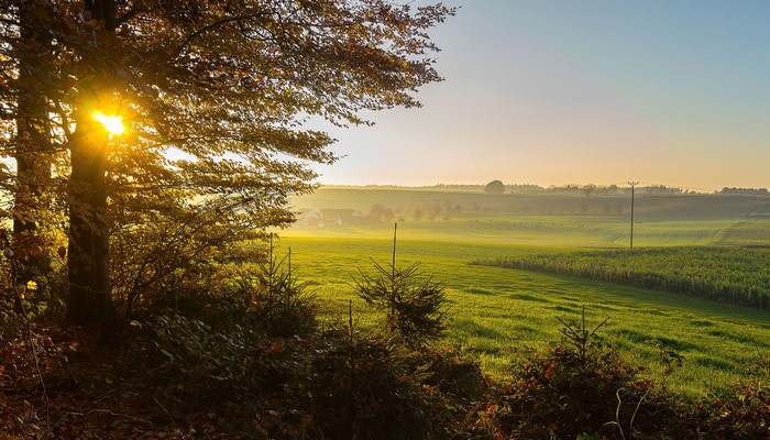 Sunlight through trees over Oberschwaben fields in Germany