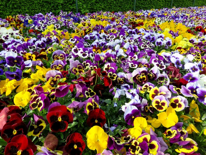 A field of colorful pansies in bloom