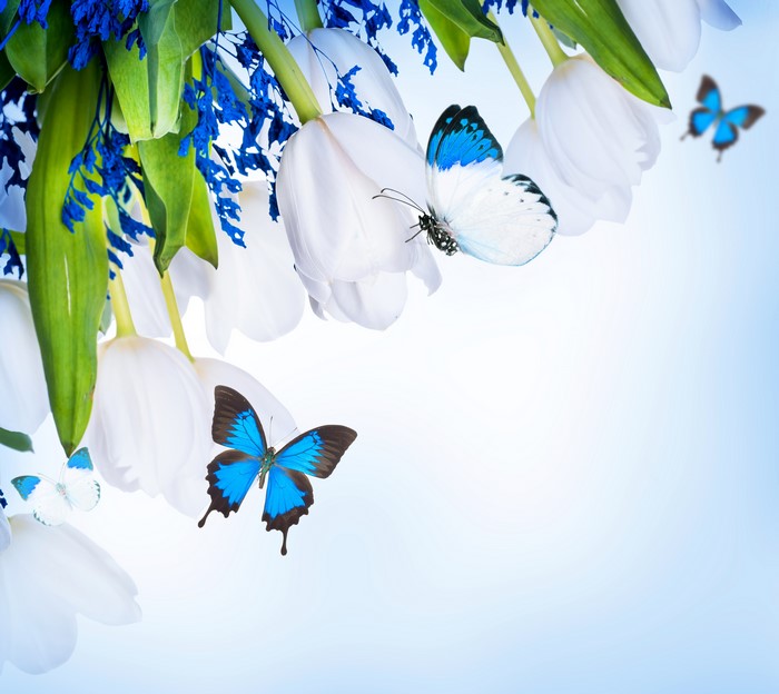 White Tulips and Blue Butterflies