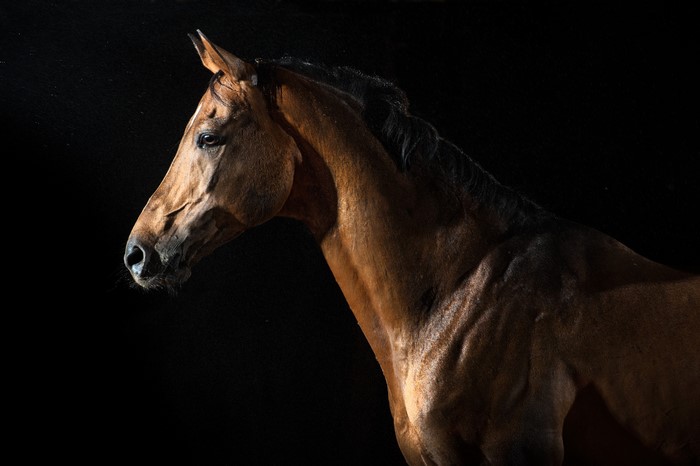 4K Horse Portrait on Black Background