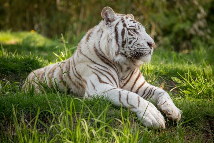 White Tiger Lying in Grass