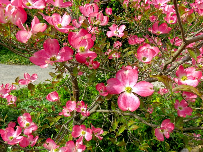 Pink Dogwood Tree Flowers in Bloom