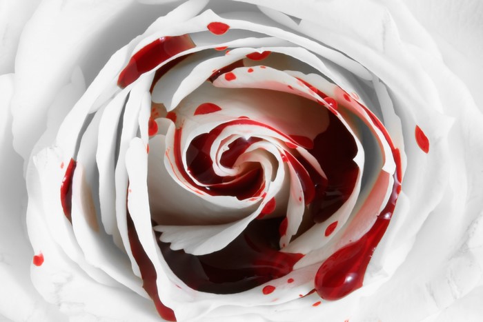 White rose with blood