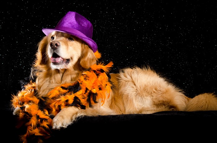 Golden Retriever dog wearing a purple hat and orange boa