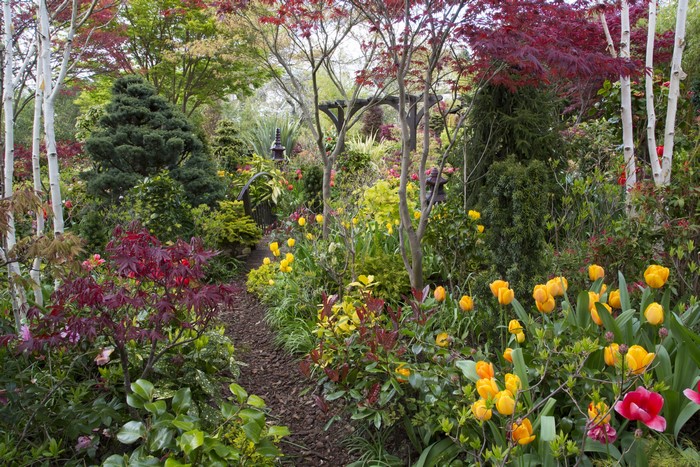 Garden path with tulips and Japanese maples in England
