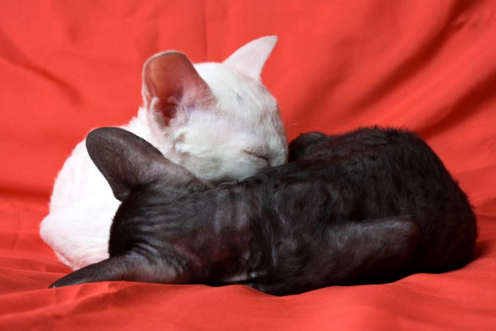 4K Cornish Rex Cats Sleeping