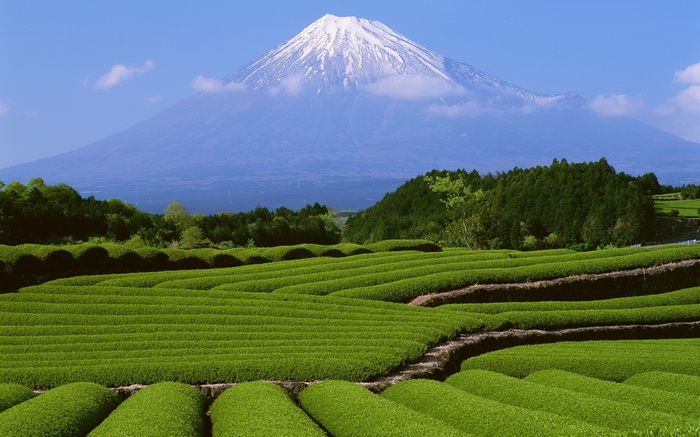 Mount Fuji and tea fields in Japan