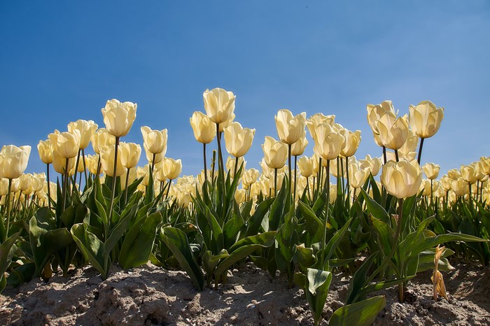 Field of White Tulips Under Blue Sky