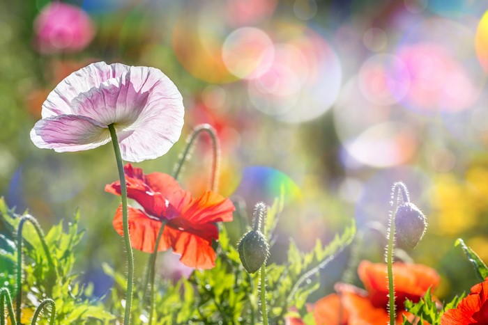 4K Poppies Closeup