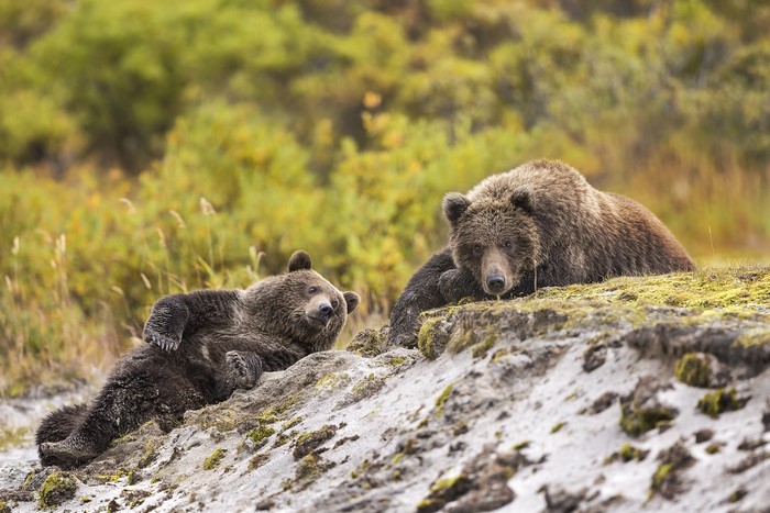 Two brown bears resting on a grassy hill