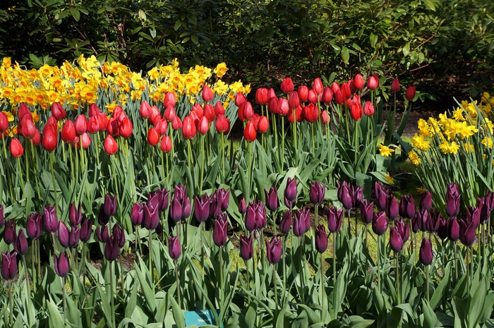 4K Tulips and Daffodils at Keukenhof, Netherlands