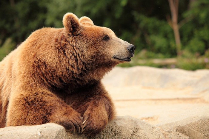 Brown Bear resting on a rock