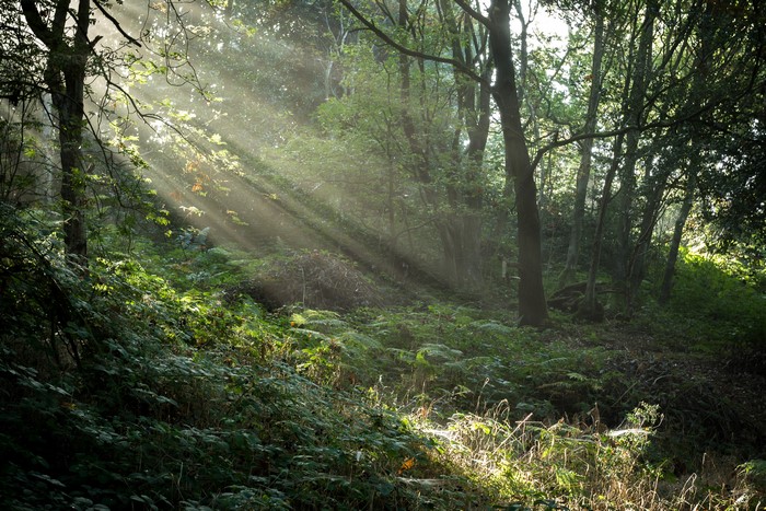 4K Rays of light in Stonecliffe Woods, United Kingdom