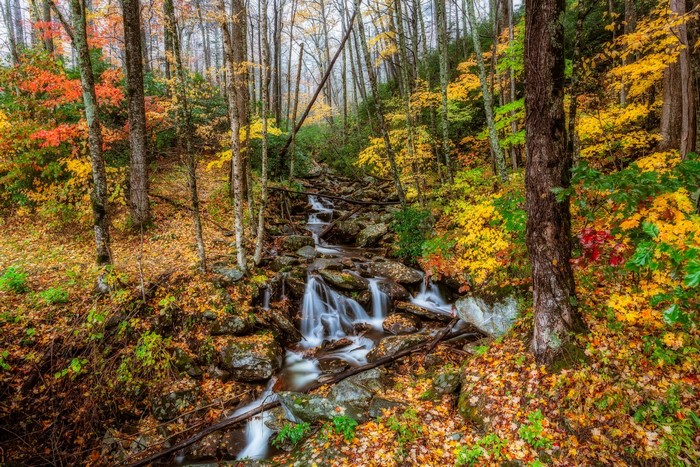 Stream flowing through a forest in the Great Smoky Mountains during autumn