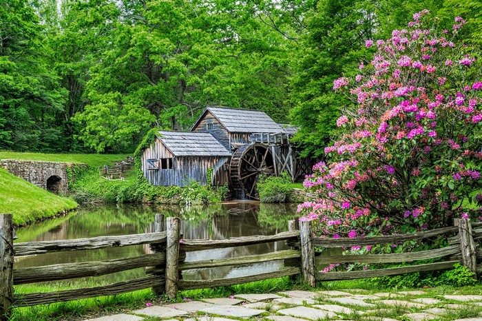 Mabry Mill watermill with rhododendron in Virginia, USA