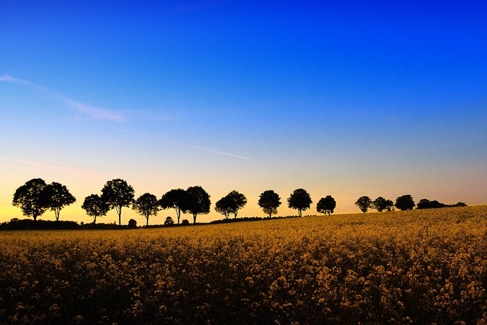Silhouette trees in a field at sunset