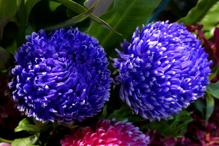 Two blue chrysanthemums with pink flowers