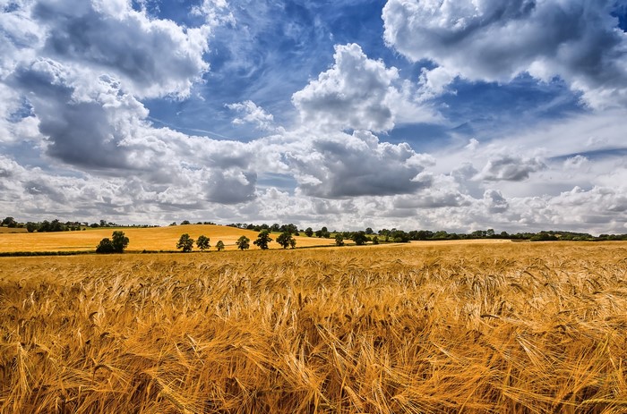 Golden wheat field under a cloudy blue sky
